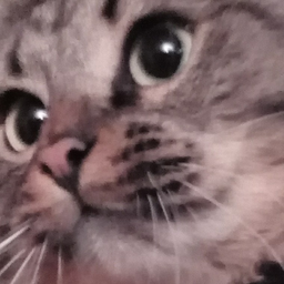 SaniM