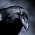 RusselTheCrow