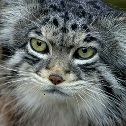 Hahmargedon