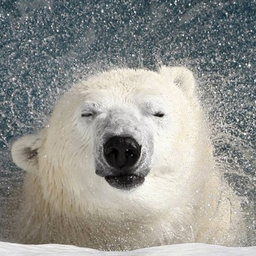 arctic.man