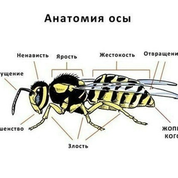 Vespula