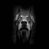 Doberman29