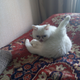 ������ ������������ XYNVPIZDE