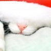 Pikabu profile picture for @Poultry