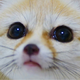 ������ ������������ WhiteFoxFennec
