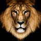 ������ ������������ LionHair