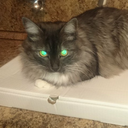 Barsik.Cat