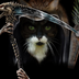 DeathCat