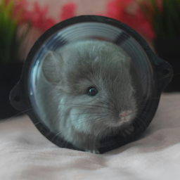 ChinchillaRat