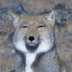 Tibetanfox