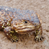 shingleback