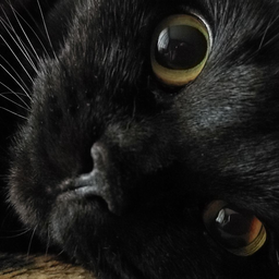 cat.Masyanya