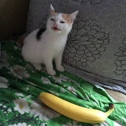 AHAHACbl