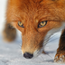 briskfox