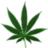 marijuana