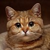 Pikabu profile picture for @Failing
