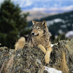 1old2wolf3