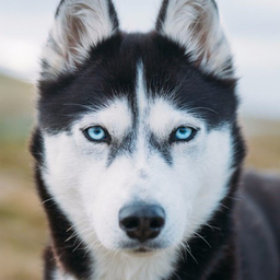 HuskyLove
