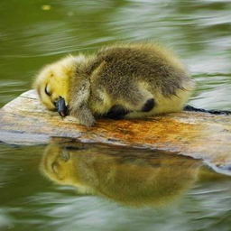 Durkduck