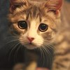 ������ ������������ Souris