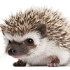 ������ ������������ drunkHedgehog
