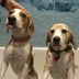 beaglemama