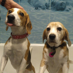 beaglemama