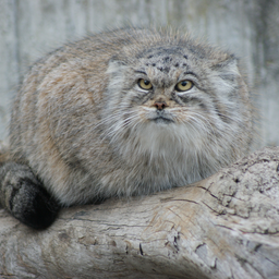 Manul009