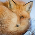 StrayFoxy