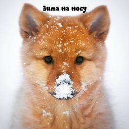 kotiki.a