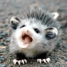 nativepossum
