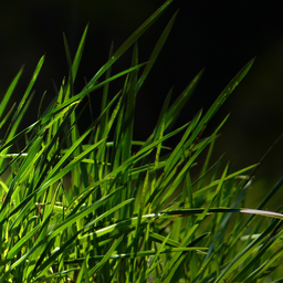 flabbylawn