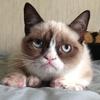 ������ ������������ GrumpyCat