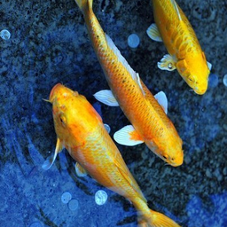 juliya.goldfish