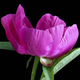 ������ ������������ Pelargoniya