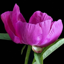Pelargoniya