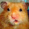 ������ ������������ BadHamster
