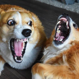 Смеха ха ха. Смех собаки. Собака ржет. Две собаки которые смеются. Смеющийся пес.