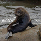 ������ ������������ ManagerSeal