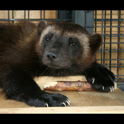 восточно сибирская росомаха. росомаха куница. медоед росомаха куница. росомаха размеры. росомаха тайга сибирь.