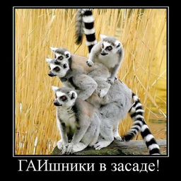 drunya1127