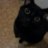 AgryCat