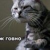 ������ ������������ Jgurdosina