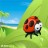 ladybird