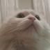 AlinaFinch