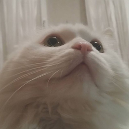 AlinaFinch