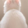 ������ ������������ pfrbyf09