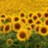 August1Sunflower