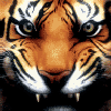 TigerPolosatik