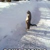������ ������������ AngryBeaver